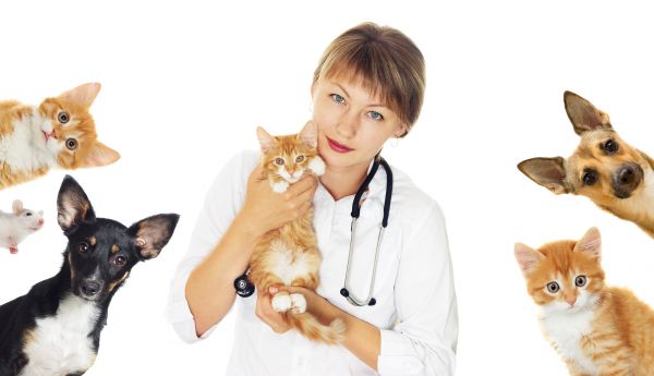Alpharetta Pets
