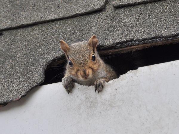 Alpharetta Wildlife Removal