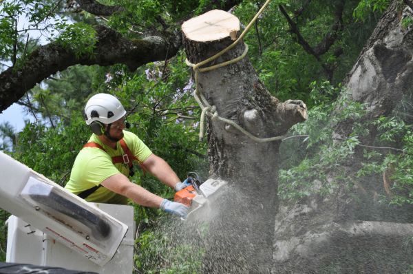 Alpharetta Tree Trimming